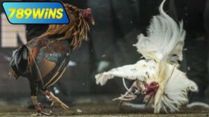 Đá gà casino trực tiếp ngày hôm nay