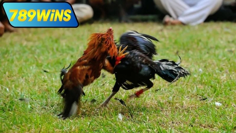 Đá gà cựa trực tiếp