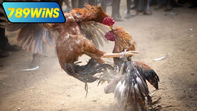 Đá gà hôm nay Thomo