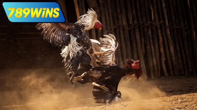 Đá gà mạng Thomo hôm nay