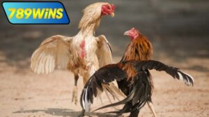 Tường thuật đá gà Thomo